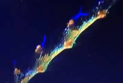 Se cree que el calamar gigante imita a otra especie para atraer presas y para evitar ser atrapado