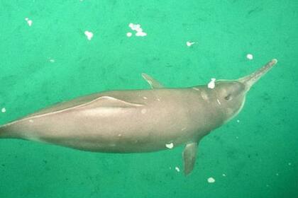 Se cree que el delfín chino de río, también conocido como baiji, es uno de los mamíferos de agua dulce más antiguos