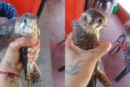 El halcón se encontraba herido y no lograba emprender vuelo