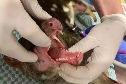 Se cree que el quoll pudo escapar de un hogar en cautiverio o mejor aún: quedaron ejemplares ocultos en la reserva del distrito de Limestone Coast