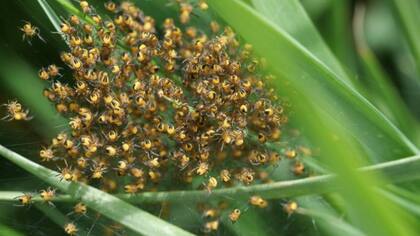 Se cree que el temor a estos insectos es en parte innato; sin embargo, es agravado por factores culturales