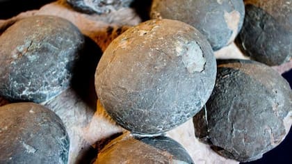 Se cree que estos primeros huevos de dinosaurio tenían cáscaras rígidas, similares a la porcelana, en lugar de ser flexibles (Archivo)