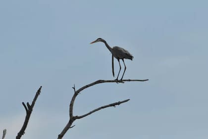 Se cree que la garza pudo sobrevivir al episodio