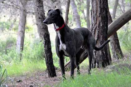 Se cree que la raza proviene del antiguo Egipto