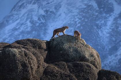 Se cree que la región de Torres del Paine en la Patagonia chilena tiene la mayor concentración de pumas del mundo. Los pumas son depredadores, acechan a sus presas durante una hora o más antes de atacar