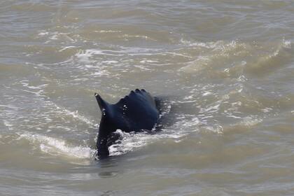 Se cree que las ballenas "perdieron el rumbo" y terminaron en una zona de cocodrilos