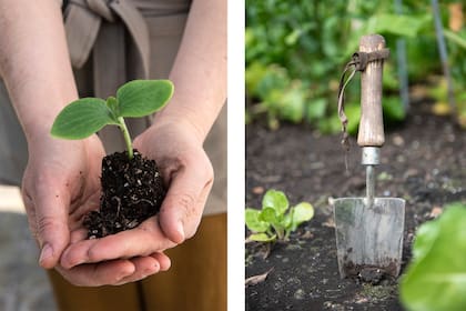 Se cree que las plantas crecen más vigorosamente y se desarrollan mejor durante la luna creciente