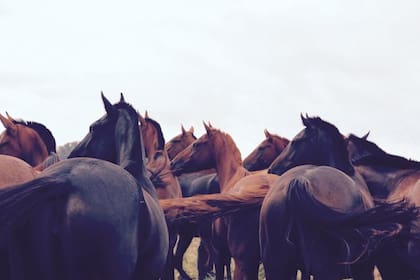 Se cree que los caballos son capaces de leer las sutiles señales no verbales que revelan las personan tanto consciente como inconscientemente