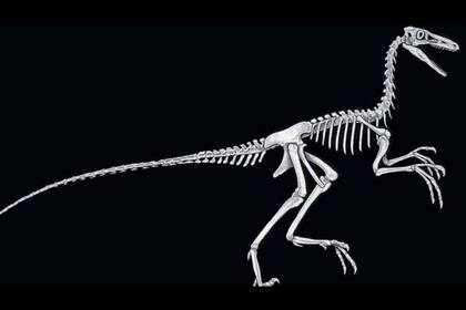 Se cree que los pequeños dinosaurios carnívoros como el Troodon eran muy inteligentes