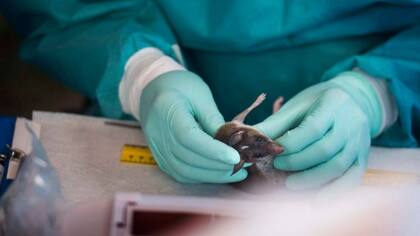 Se cree que los roedores transmiten el virus