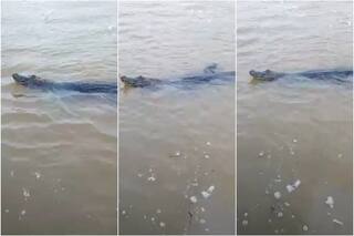 Paseaban en catamarán en el Delta de Tigre y se llevaron una gran sorpresa: "¡Guarda que nos agarra!"
