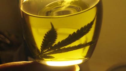 Se debate el uso del aceite de cannabis para tratar el glaucoma