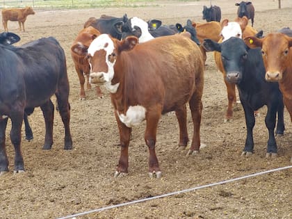 Se debe aumentar el peso de faena de los novillos