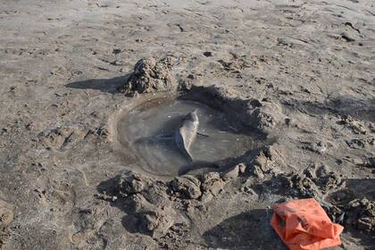 Se debe conservar al animal húmedo, pero cuidando que no entre agua en el espiráculo, ese agujero que tiene el delfin en la cabeza y mediante el cual respira