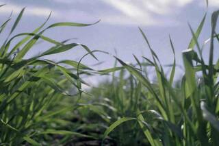 A Todo Trigo: de la reaparición del carbón volador a la amenaza de las malezas