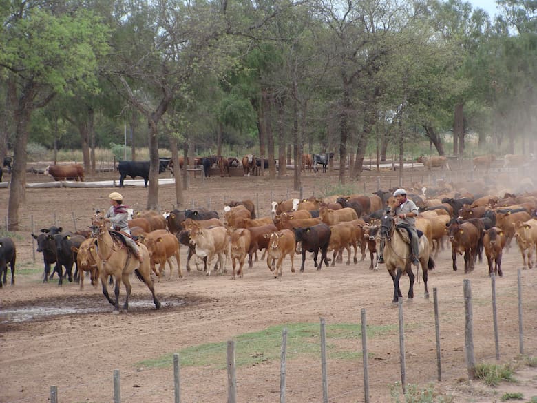Martín Gana: "La delegación es clave para el éxito de las empresas agropecuarias"