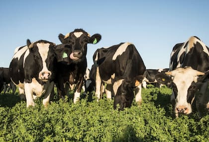 Se debe tener una buena estrategia de alimentación