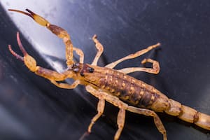 Temporada de escorpiones en Texas: los lugares favoritos de los alacranes para hacer nidos en las casas