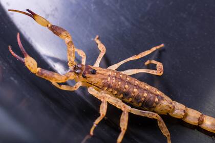 Se deben tener ciertos recaudos si un escorpión aparece en casa