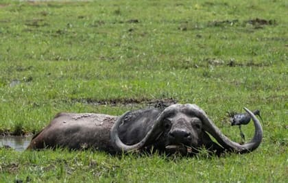 Se derogó el Régimen de Promoción de la Ganadería Bovina en Zonas Áridas y Semiáridas, su Programa para el Fomento y Desarrollo de la Producción de Bubalus Bubalis o Búfalos de Agua y el Consejo Federal Bubalino