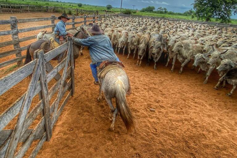 Desafíos y éxitos en el Chaco Paraguayo: la historia de Matías Carreras y su revolución ganadera