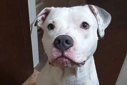 Se desconoce en estos días el paradero del perro que realizó el brutal ataque