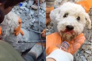 El desesperado rescate de un perrito atrapado entre los escombros