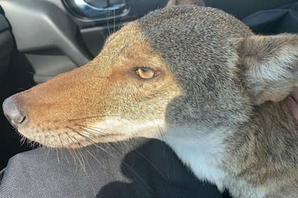 Se desconoce si en el momento en que fue herido el coyote perseguía a un correcaminos
