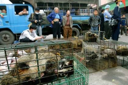 Se descubrió que el brote anterior de SARS provenía de gatos civeta vendidos en mercados de animales salvajes en China