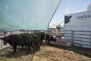 Del mercado interno a la exportación: de qué se habló de ganadería en Expoagro