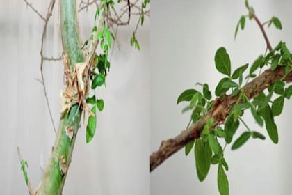 Se detectaron propiedades medicinales y una leve fragancia en su resina