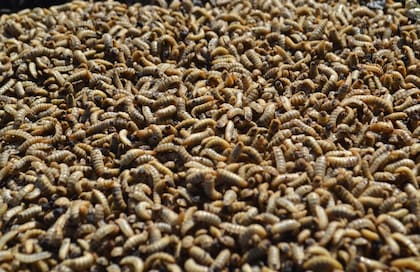 Se detectó que se trata de una miasis foruncular, una infección provocada por moscas que depositan sus larvas en la piel de una persona