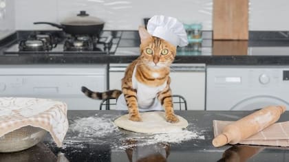 Se dice que los gatos "amasan" por un comportamiento que adoptan después de su nacimiento.