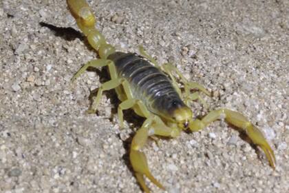 Se distingue por su cuerpo robusto, coloración canela u oliva y pelos en la cola que detectan vibraciones
