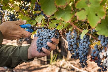 Se elaboran vinos de diferentes variedades en Altos de Tinogasta