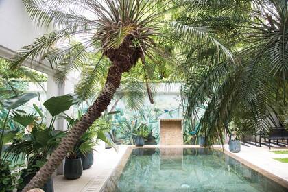 Se eligieron plantas de hojas grandes para sumar densidad y para contrastar con el follaje plumoso de las palmeras existentes