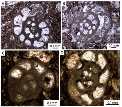 Se encontraron cuatro especies de microfósiles en las secciones delgadas de la lápida, todas de foraminíferos