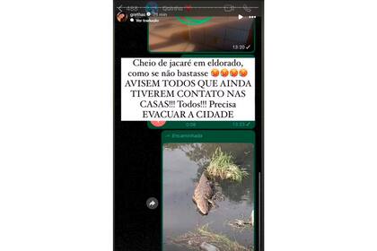 Se encontraron pirañas en las inundaciones de Porto Alegre