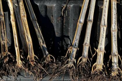 Se encontró una mayor presencia de patógenos como fusarium-Giberella, Diplodia y Antracnosis en las parcelas no tratadas, mientras que en las tratadas la incidencia era mucho menor