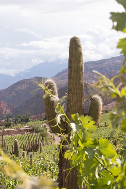 Se encuentran a 3200 metros sobre el nivel del mar