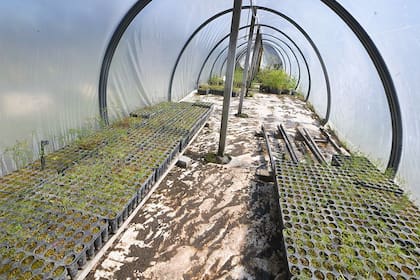 Se entregaron en total 300.000 ejemplares y se hará el proceso por otros 100.000