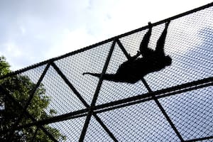 Se escaparon 43 monos de un laboratorio médico en Carolina del Norte