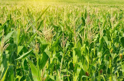 Se espera una mejora del área