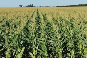 Suben a 67 millones de toneladas la cosecha de maíz y superará por un muy amplio margen a la soja