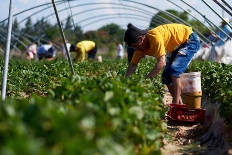 Golpe de nocaut: hubo una dramática pérdida de frutillas por las heladas y podría dispararse el precio