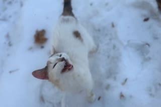 Caminó sola y congelada hasta que vio un cartero que cambió su destino