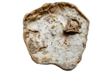 Se estima que el cráneo tiene unos ochenta millones de años y que pudo ser analizado a fondo porque conservó su forma tridimensional