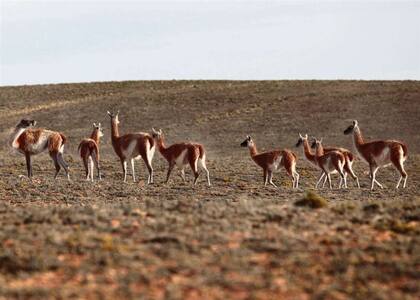 Se estima que en Santa Cruz hay 1,3 millones de guanacos