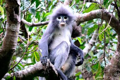 Se estima que hay entre 200 y 250 ejemplares de Popa langur, los que significa que están en grave peligro de extinción