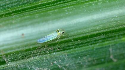 Se estima que hay más de 20.000 especies de saltahojas en todo el mundo